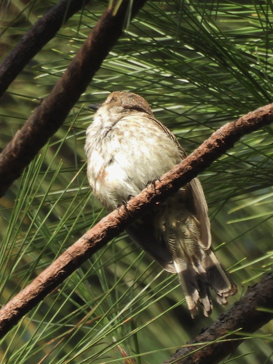 Bran-colored Flycatcher - ML623083422