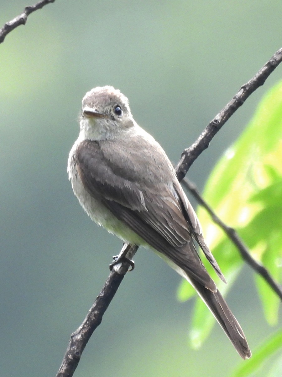 Northern Tropical Pewee - ML623083429