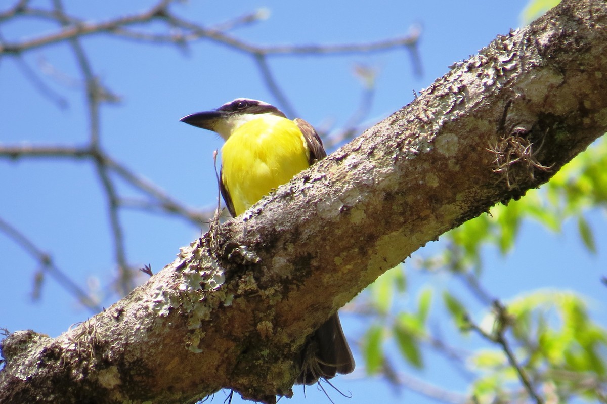 Boat-billed Flycatcher - ML623083432