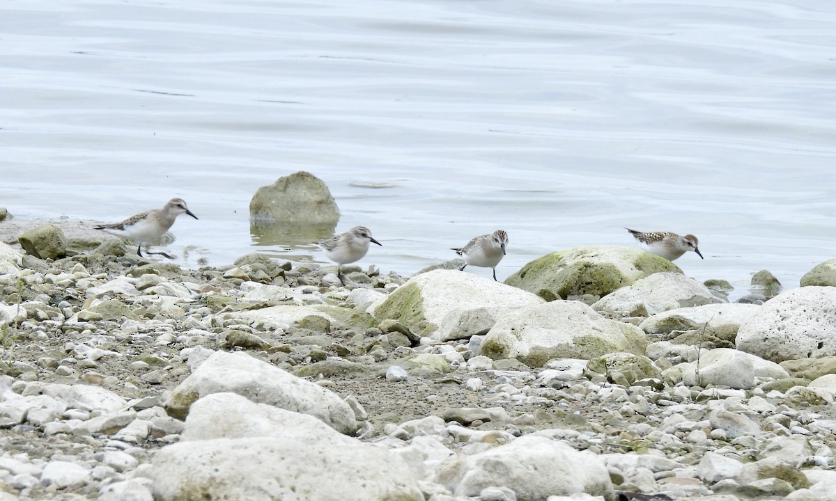 Semipalmated Sandpiper - ML623083437