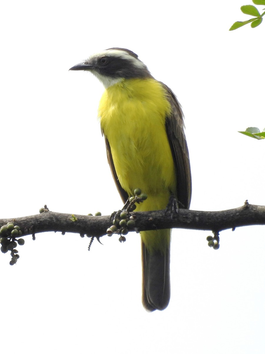 Social Flycatcher - ML623083440