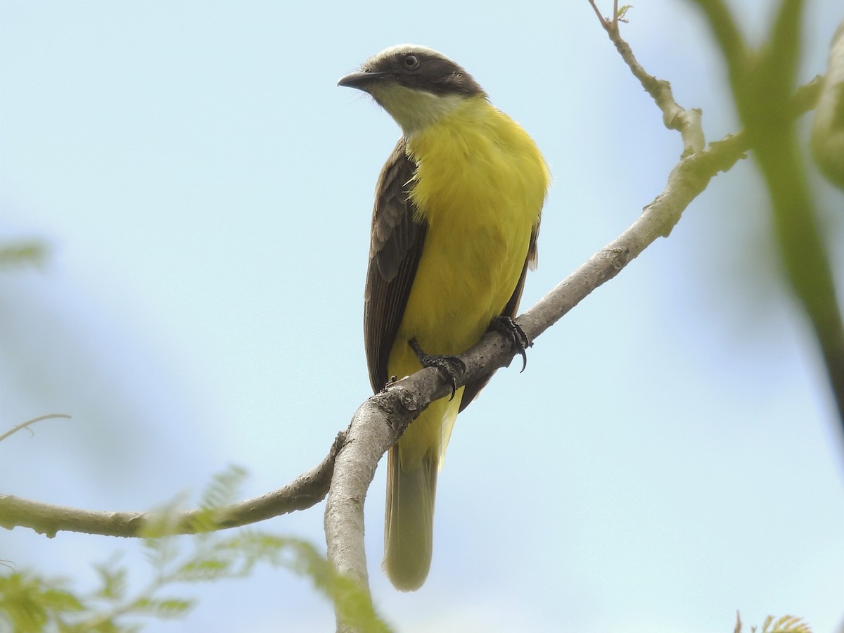 Social Flycatcher - ML623083441