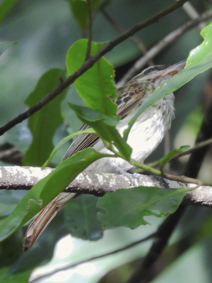 Streaked Flycatcher - ML623083453