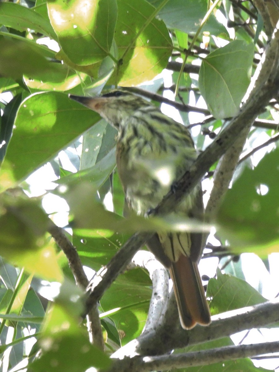 Streaked Flycatcher - ML623083454