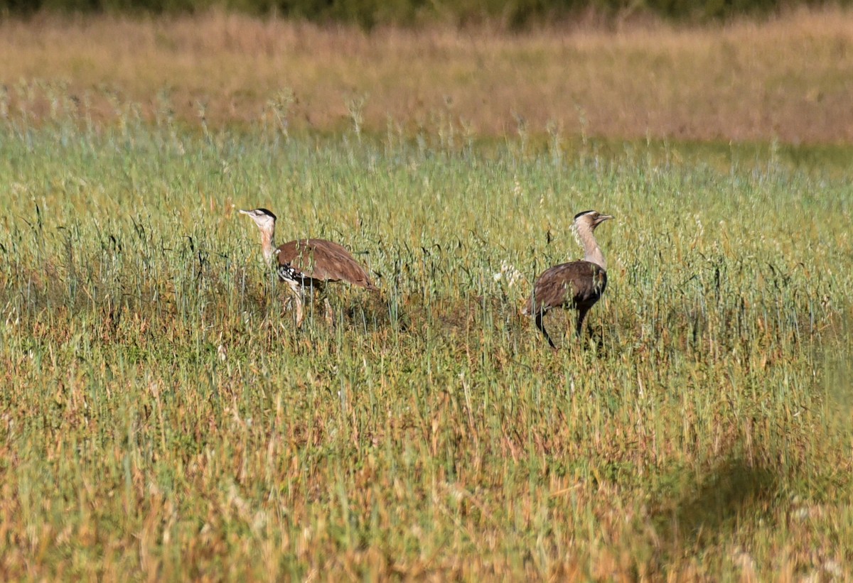 Australian Bustard - ML623083457