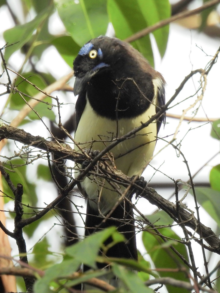 Black-chested Jay - Jhon Carlos Andres Rivera Higuera