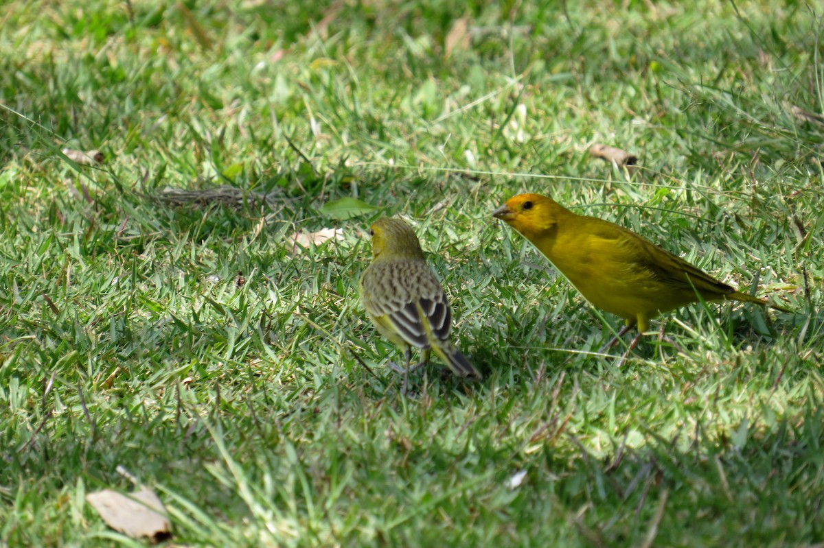 Saffron Finch - ML623083468