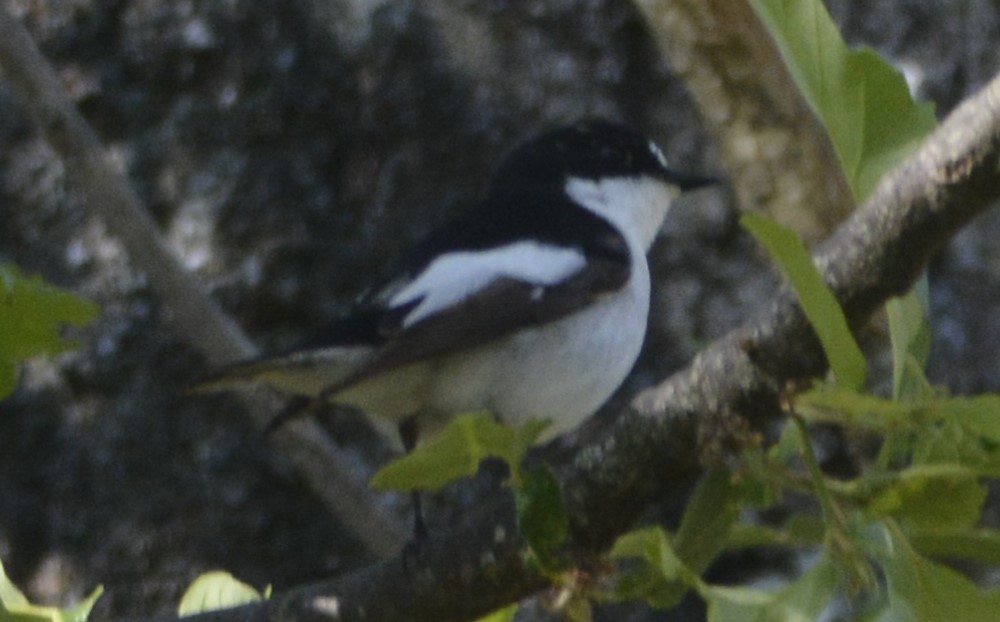 Atlas Flycatcher - Karim Haddad