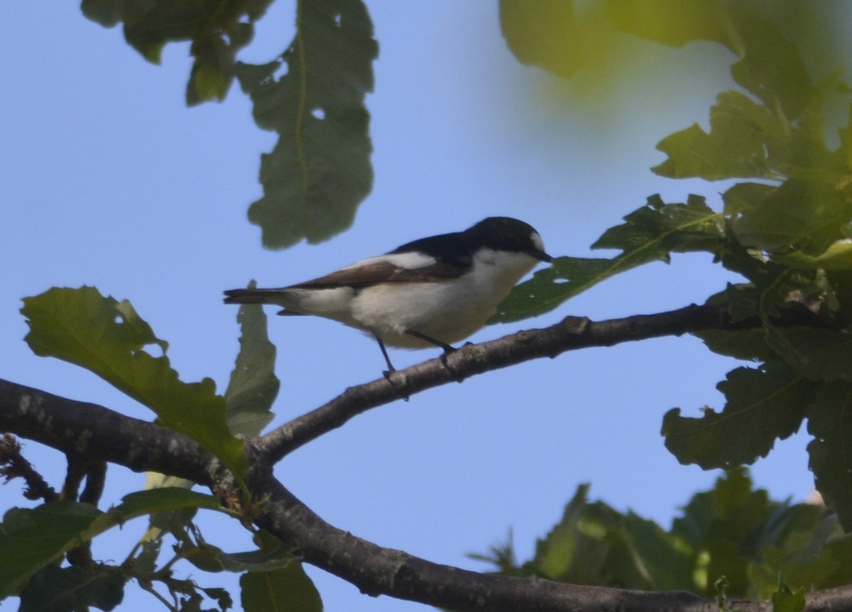 Gobemouche de l'Atlas - ML623083477