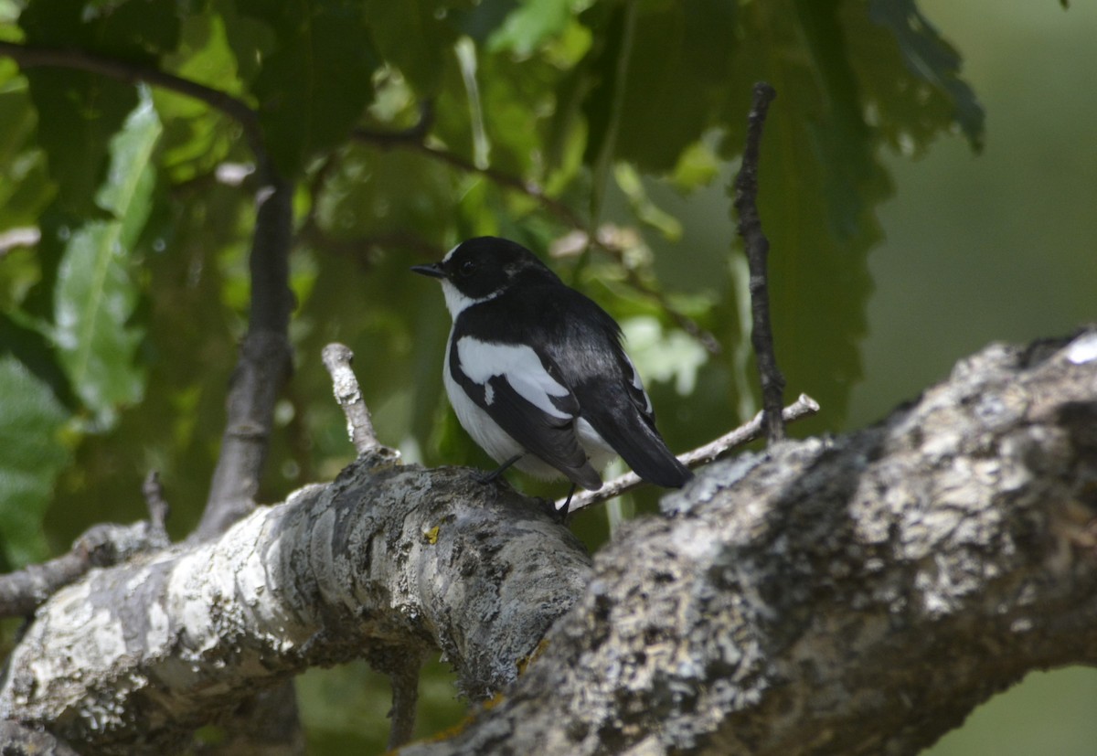 Atlas Flycatcher - ML623083478