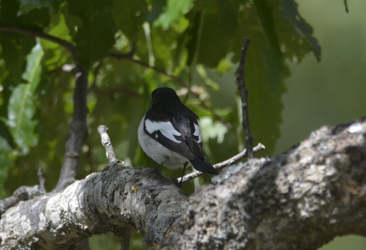 Atlas Flycatcher - ML623083480