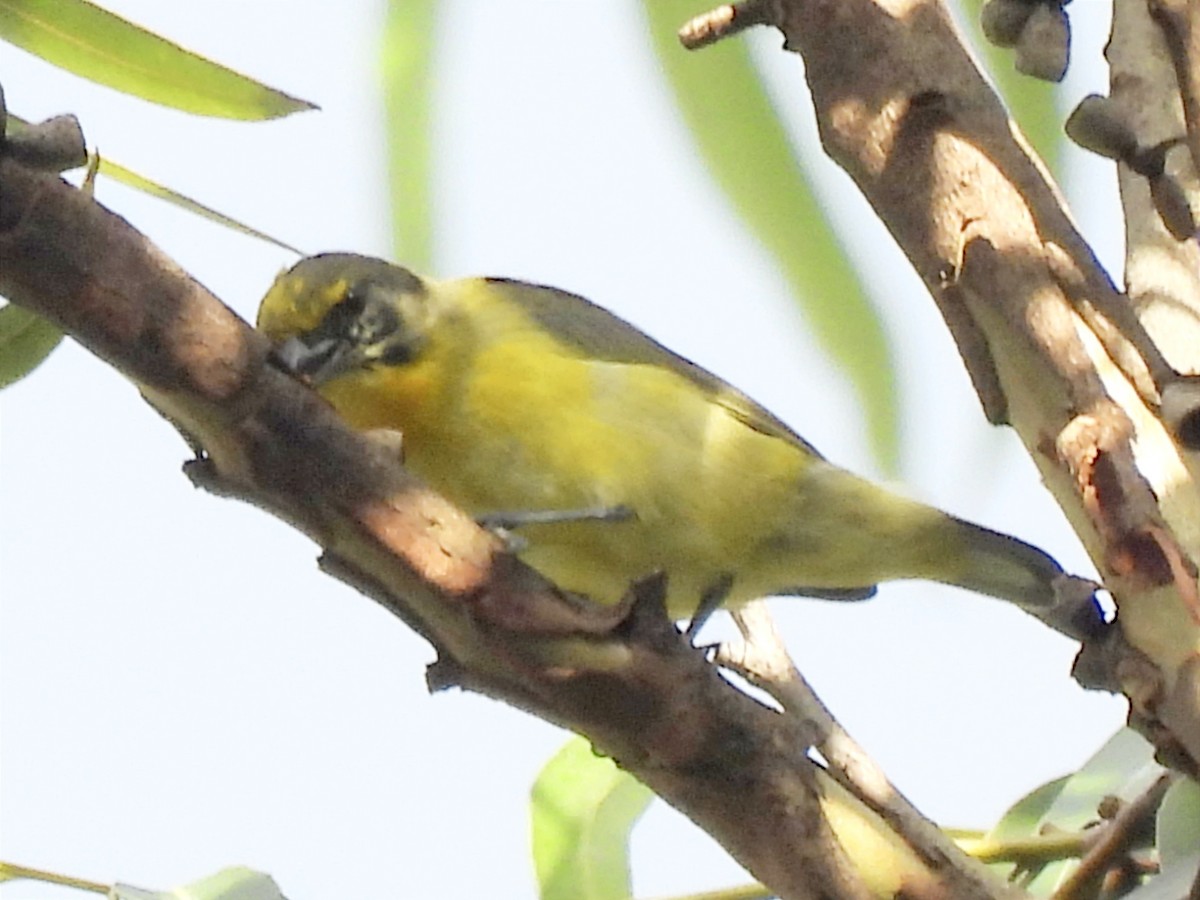 Thick-billed Euphonia - ML623083485