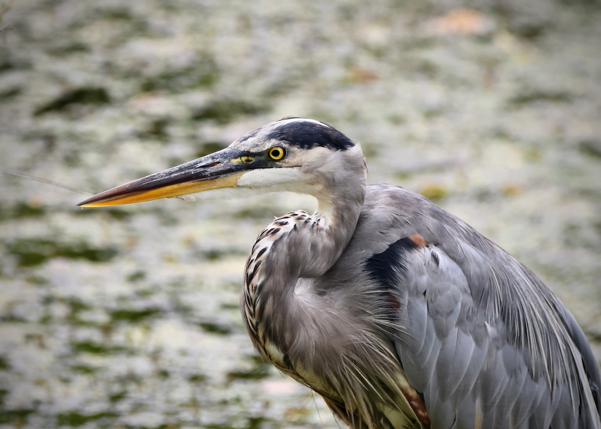 Great Blue Heron - ML623083486