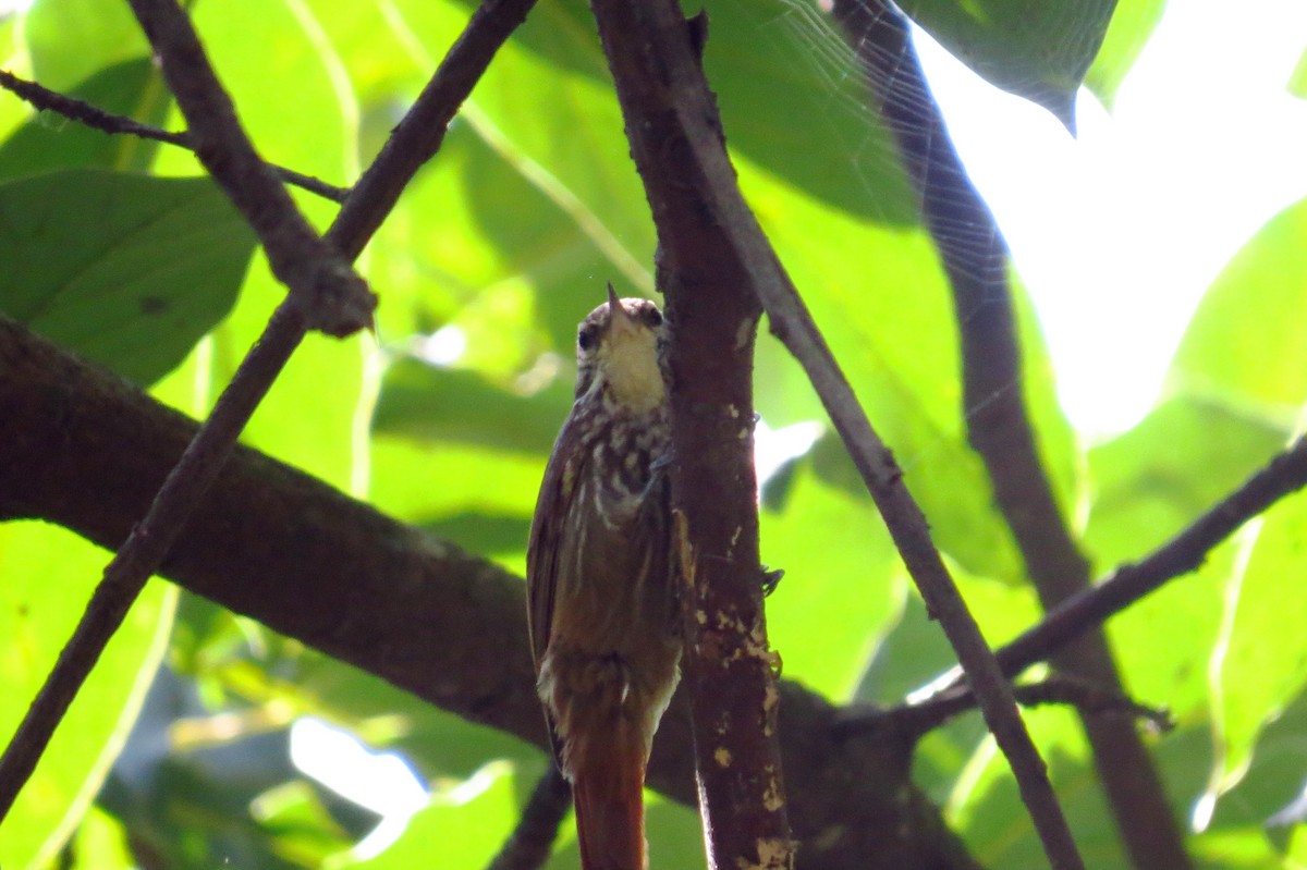 Streaked Xenops - ML623083501