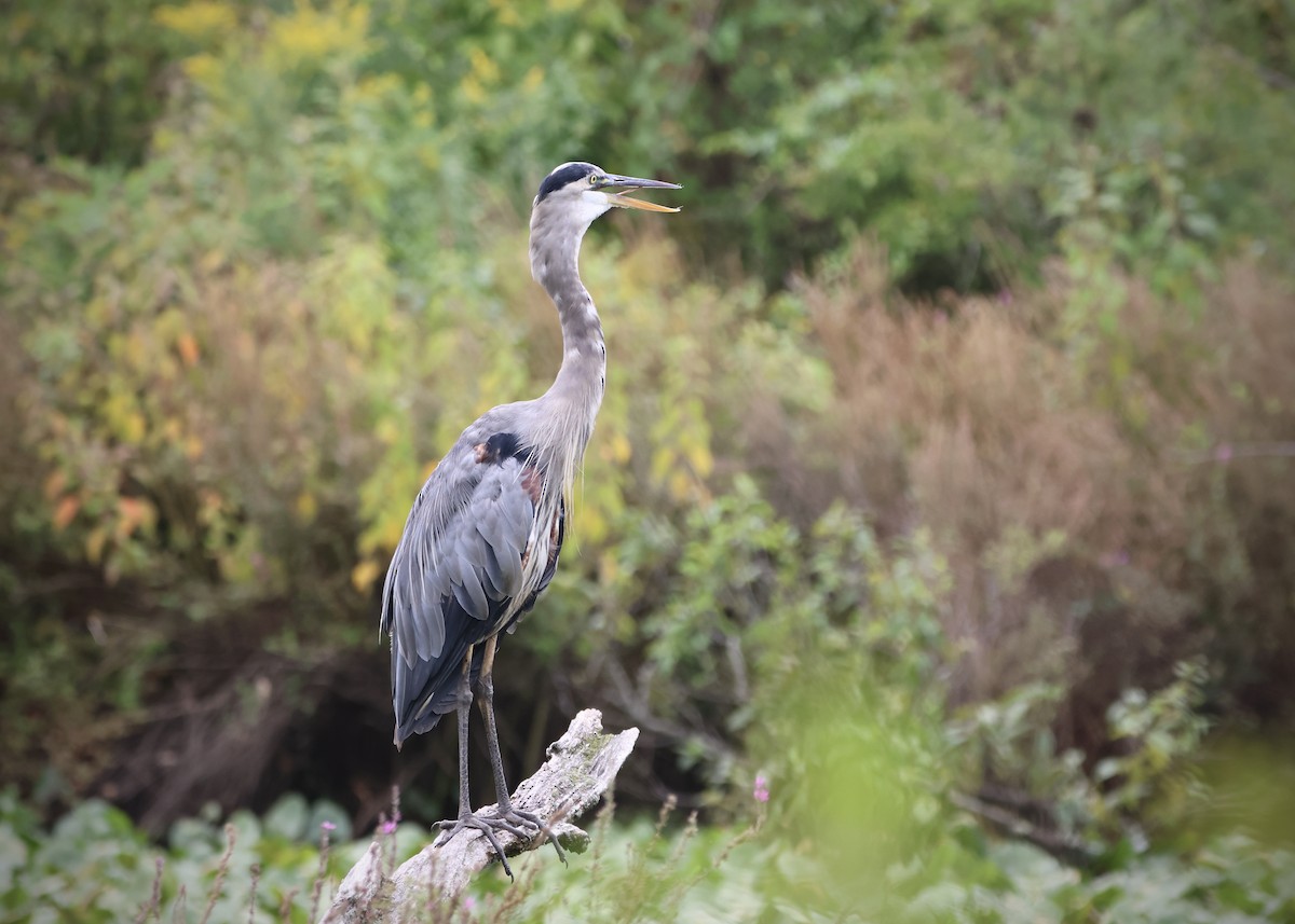 Great Blue Heron - ML623083518