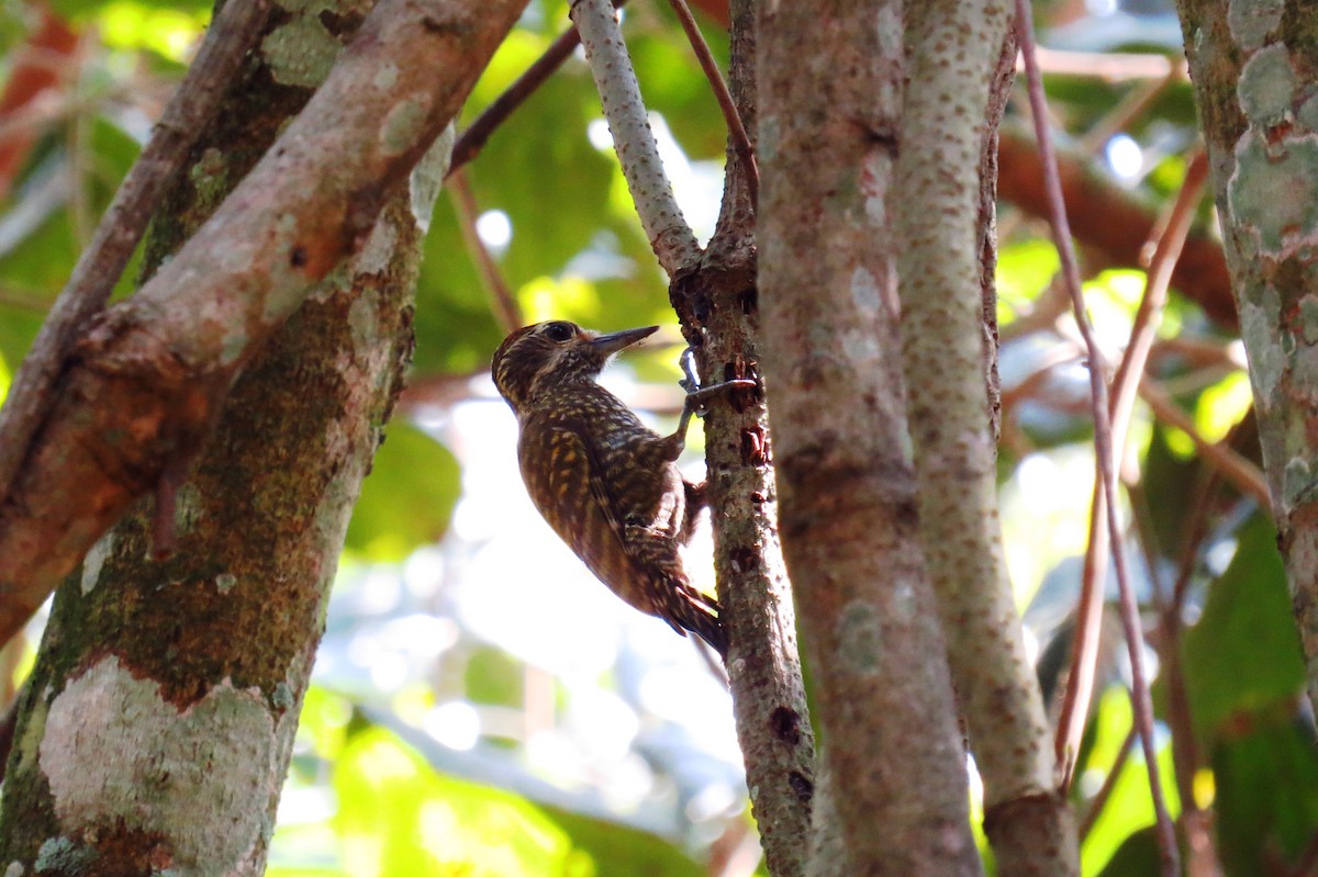 White-spotted Woodpecker - ML623083522