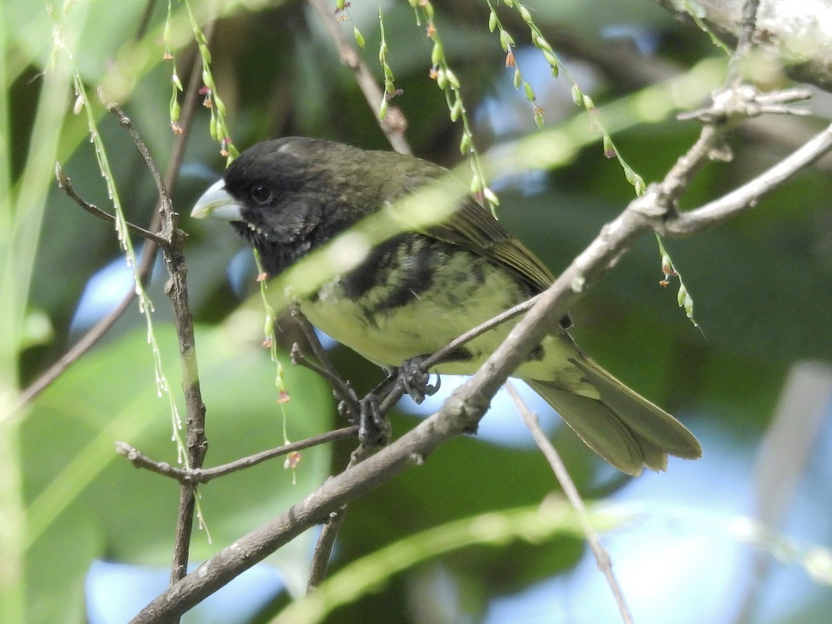 Yellow-bellied Seedeater - ML623083544