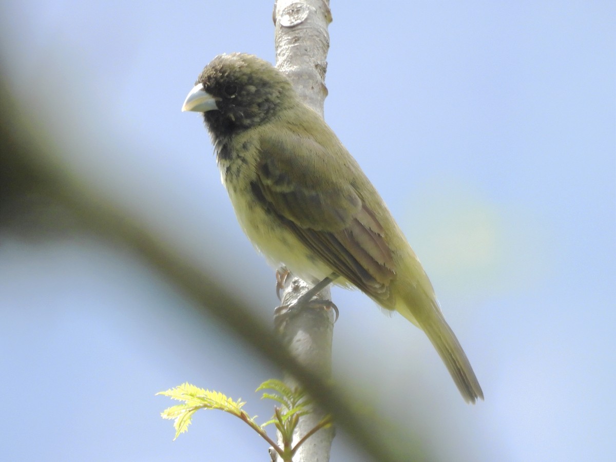 Yellow-bellied Seedeater - ML623083545