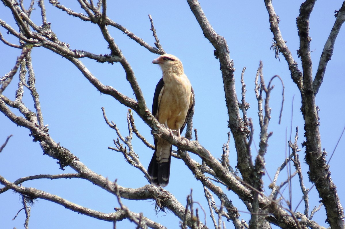 Yellow-headed Caracara - ML623083546