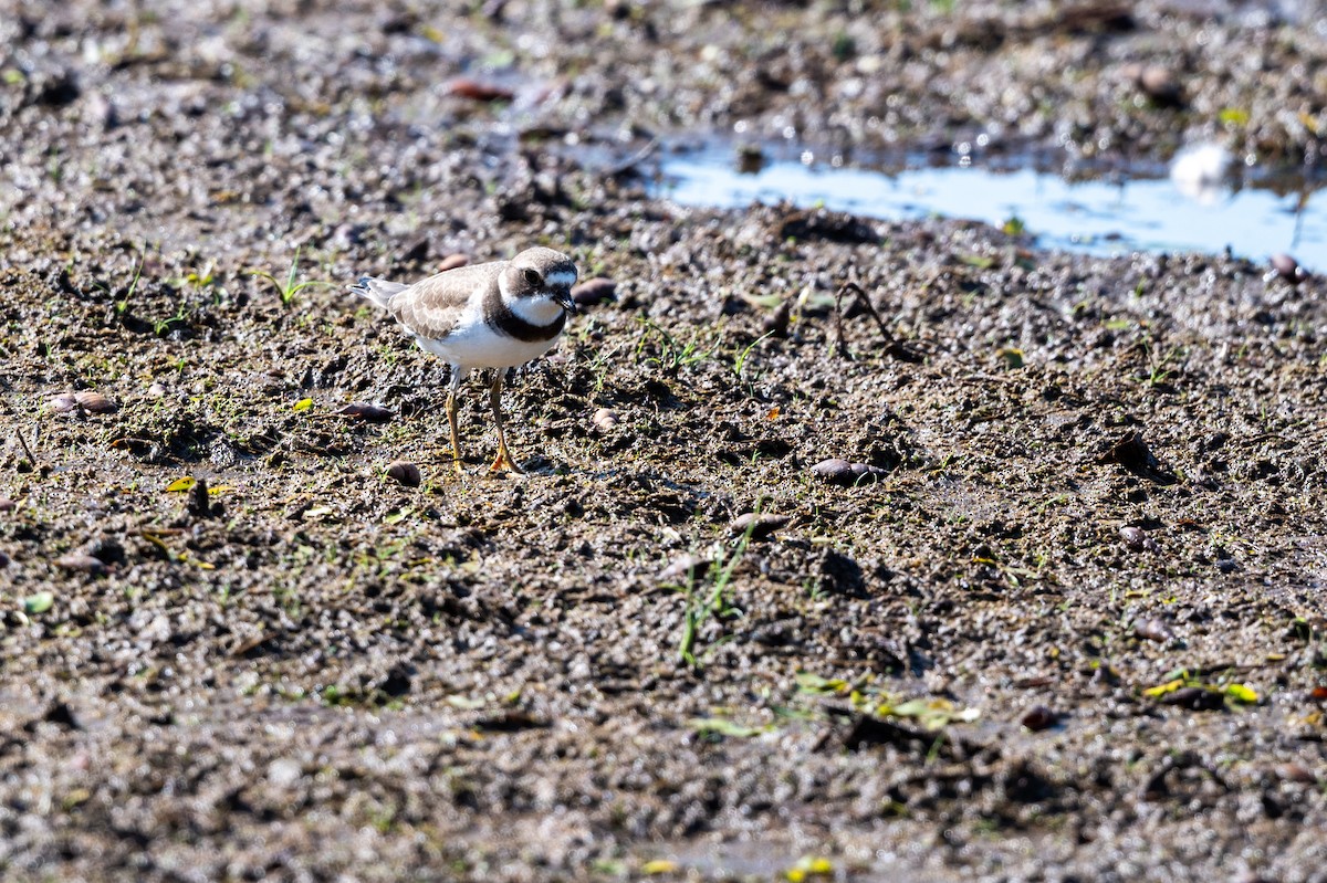 Semipalmated Plover - ML623083565