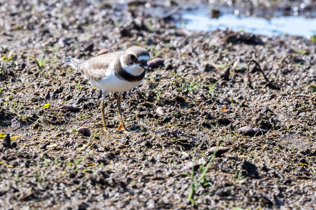 Semipalmated Plover - ML623083566