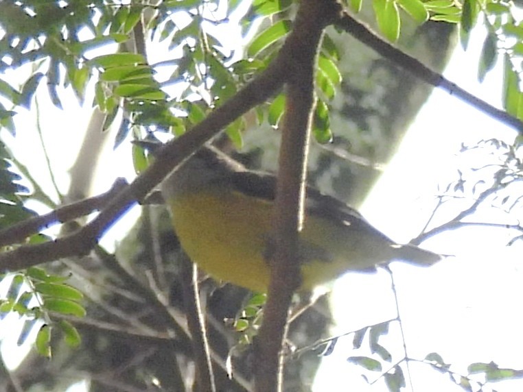 Bananaquit - ML623083572