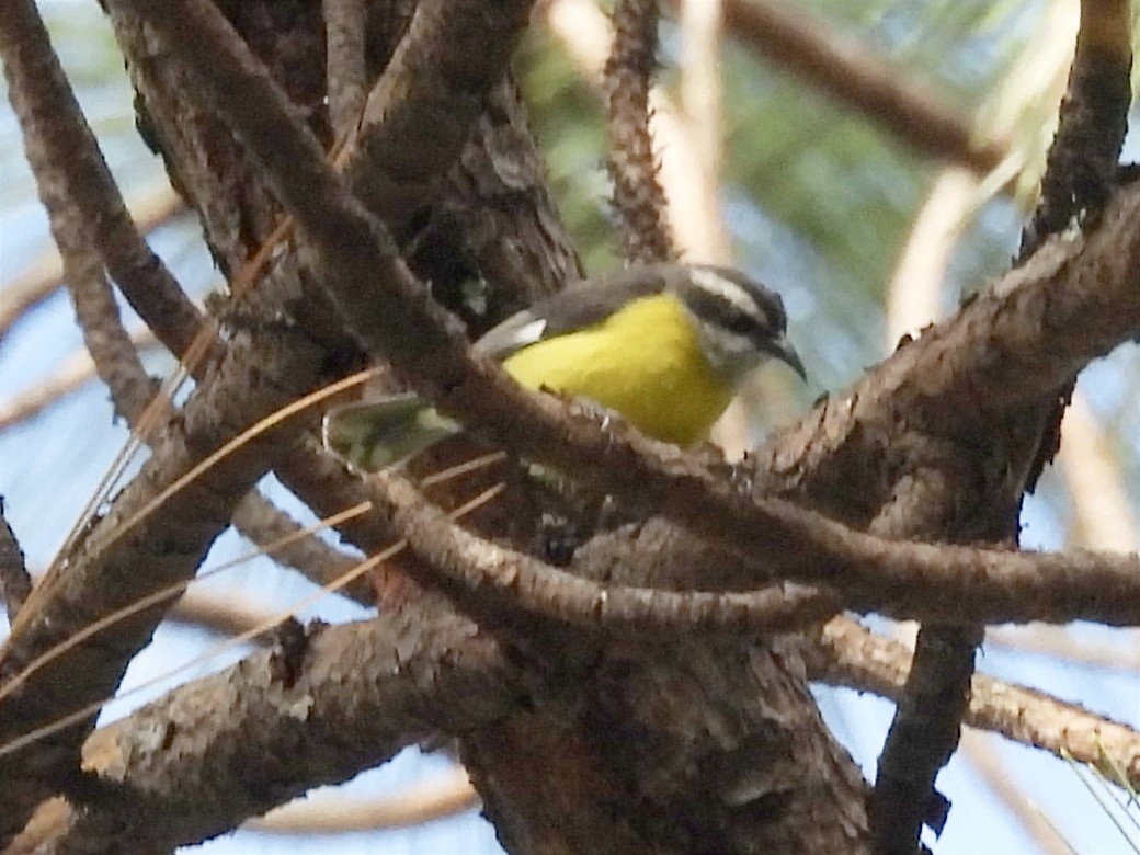 Bananaquit - ML623083573