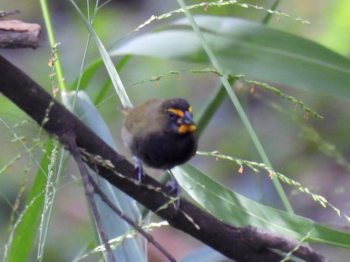 Yellow-faced Grassquit - ML623083583