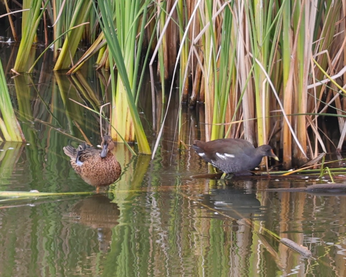 Gallinule d'Amérique - ML623083677