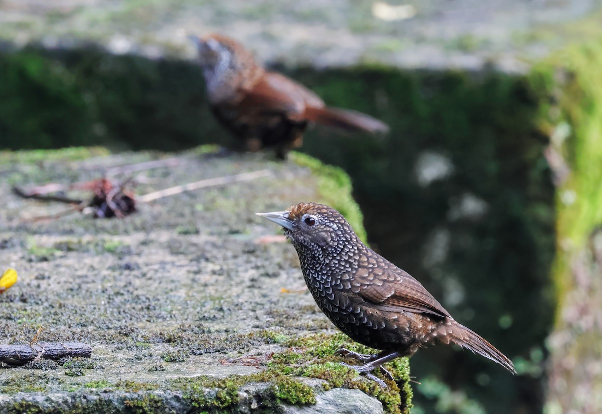 Cachar Wedge-billed Babbler - ML623083691