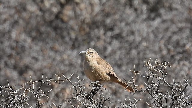 Buff-breasted Earthcreeper - ML623083720