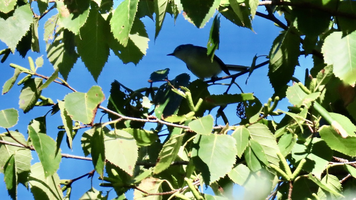 Blue-gray Gnatcatcher - Susan Talburt