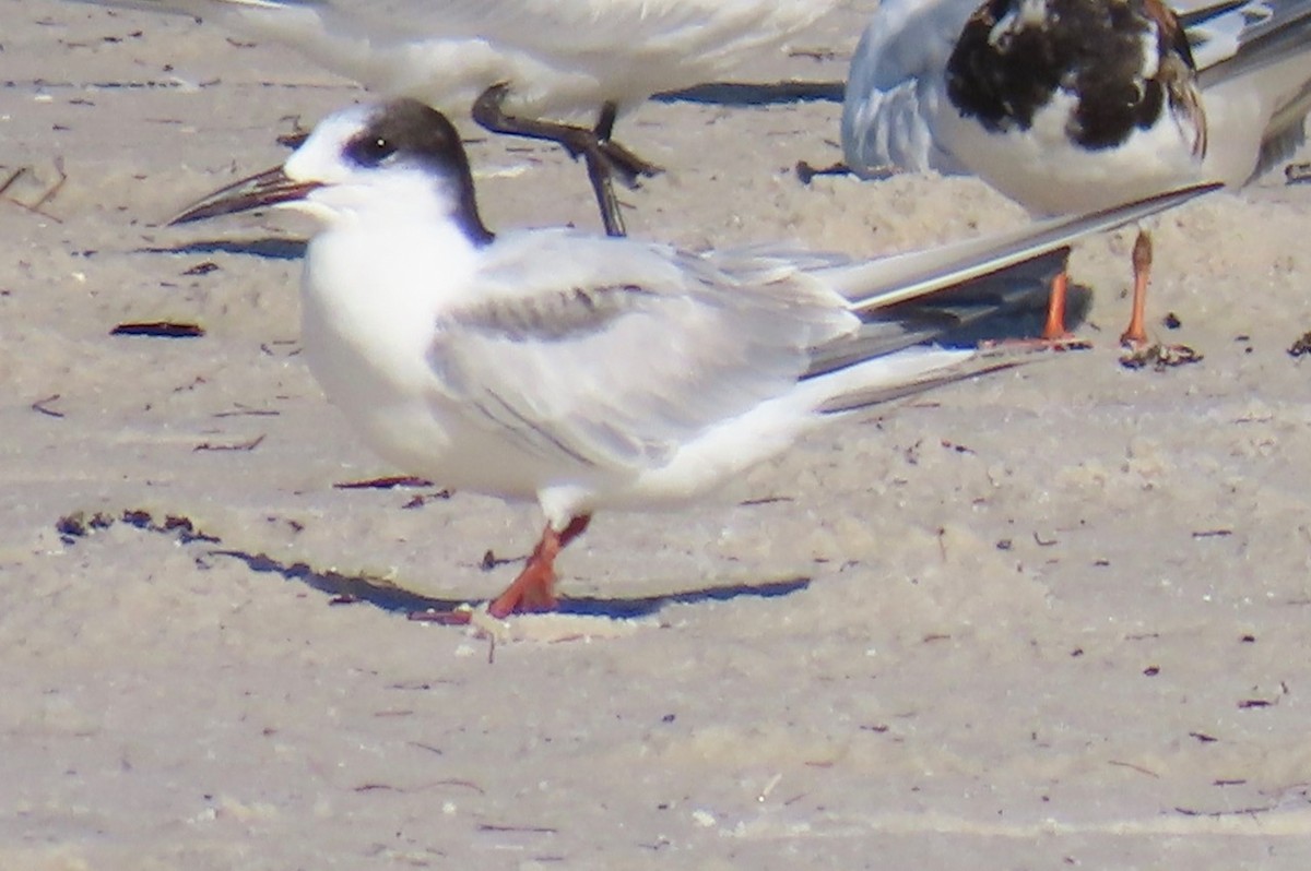 Common Tern - ML623083821