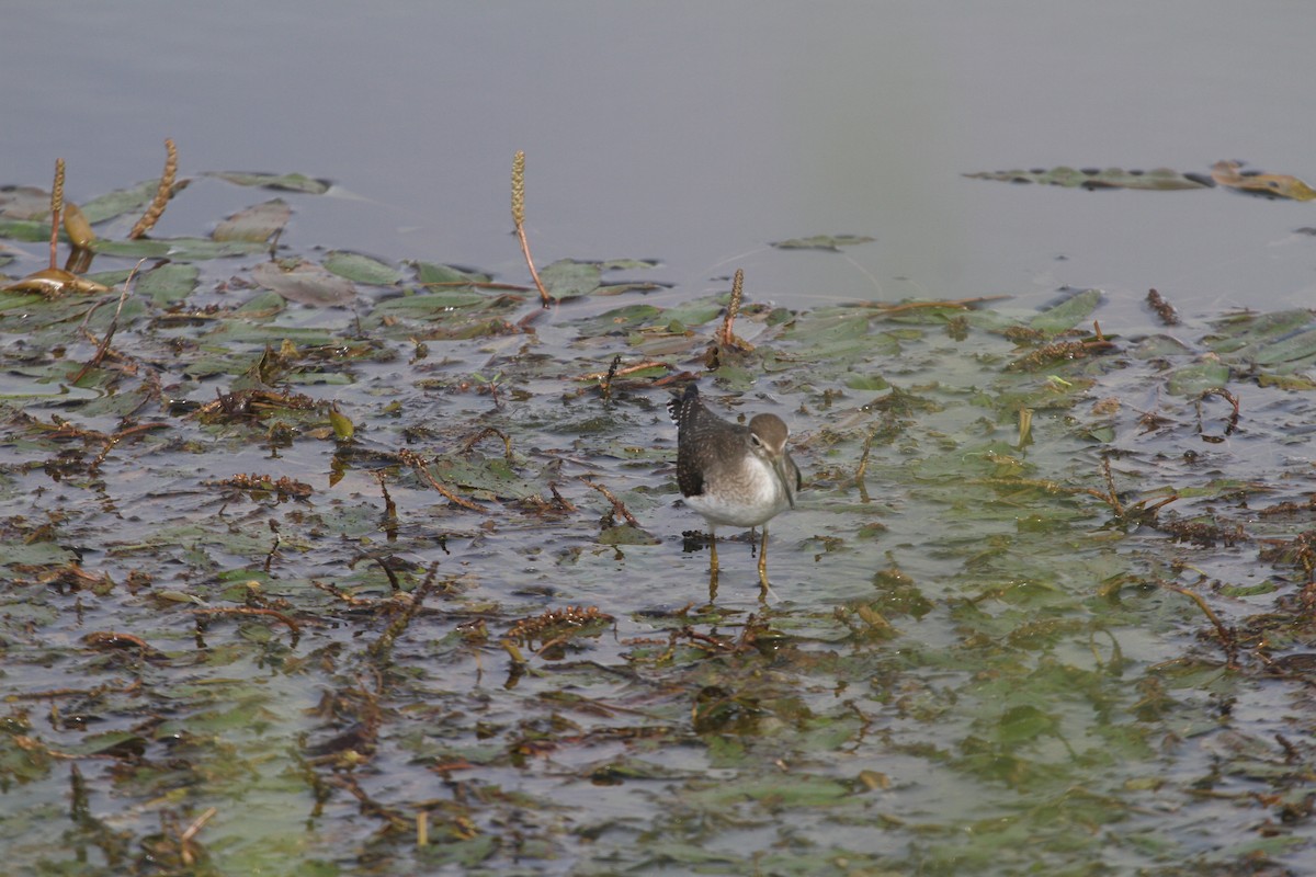 Solitary Sandpiper - ML623083878