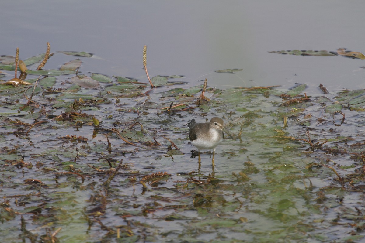 Solitary Sandpiper - ML623083879