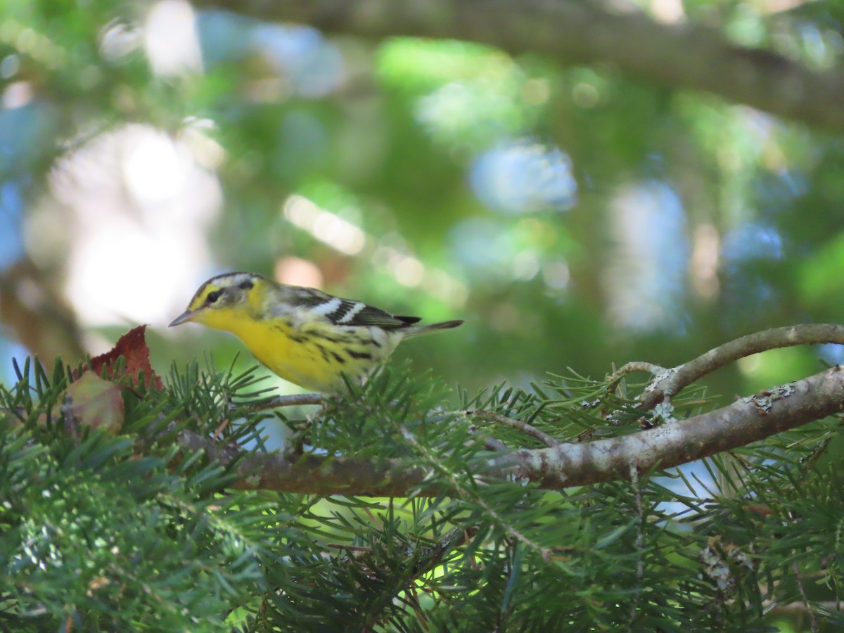 Blackburnian Warbler - ML623083939