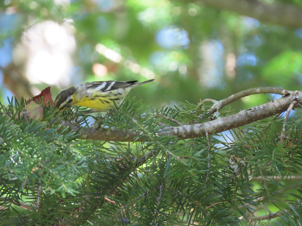 Blackburnian Warbler - ML623083940