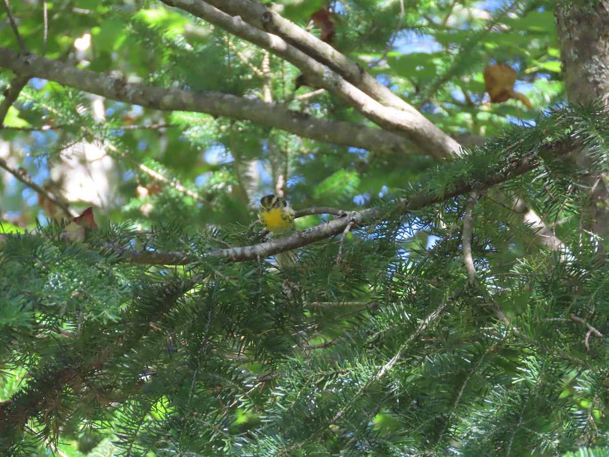 Blackburnian Warbler - ML623083941