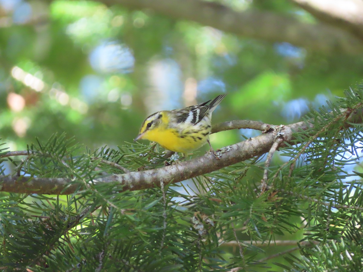 Blackburnian Warbler - ML623083943