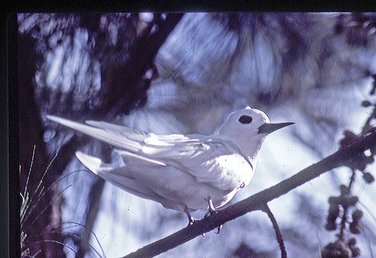 White Tern - ML623083980