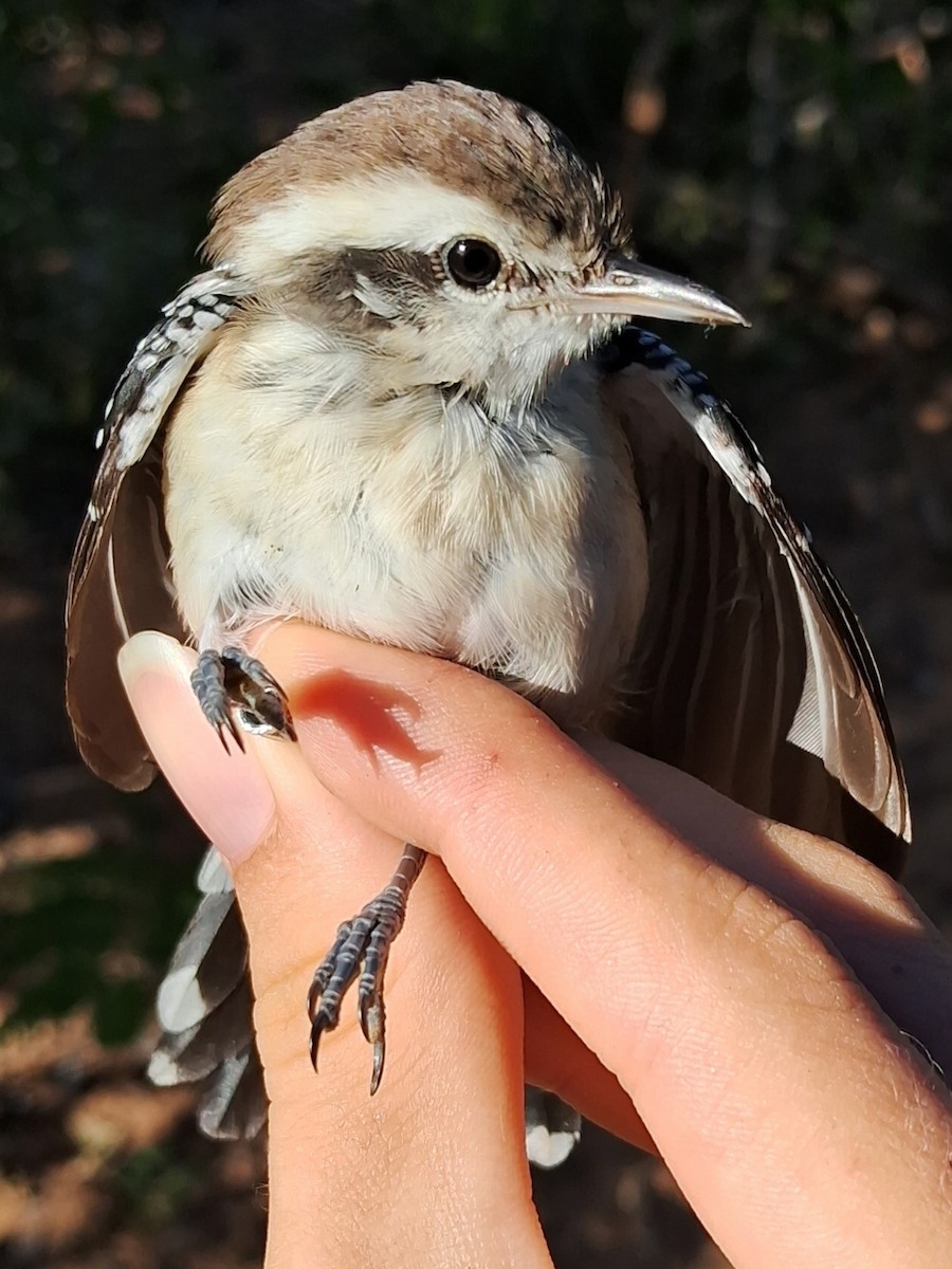 Black-bellied Antwren - ML623084003