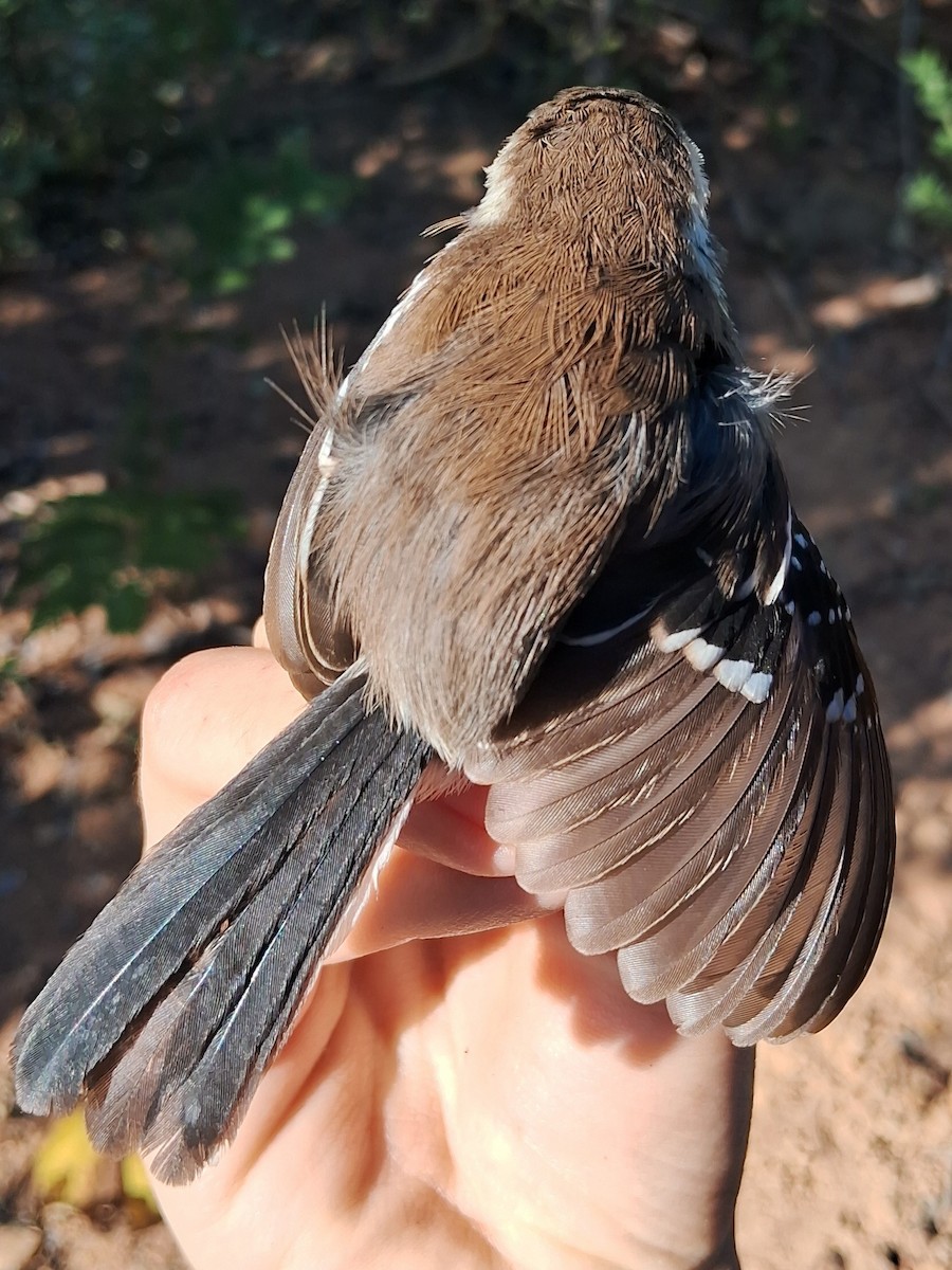 Black-bellied Antwren - ML623084004