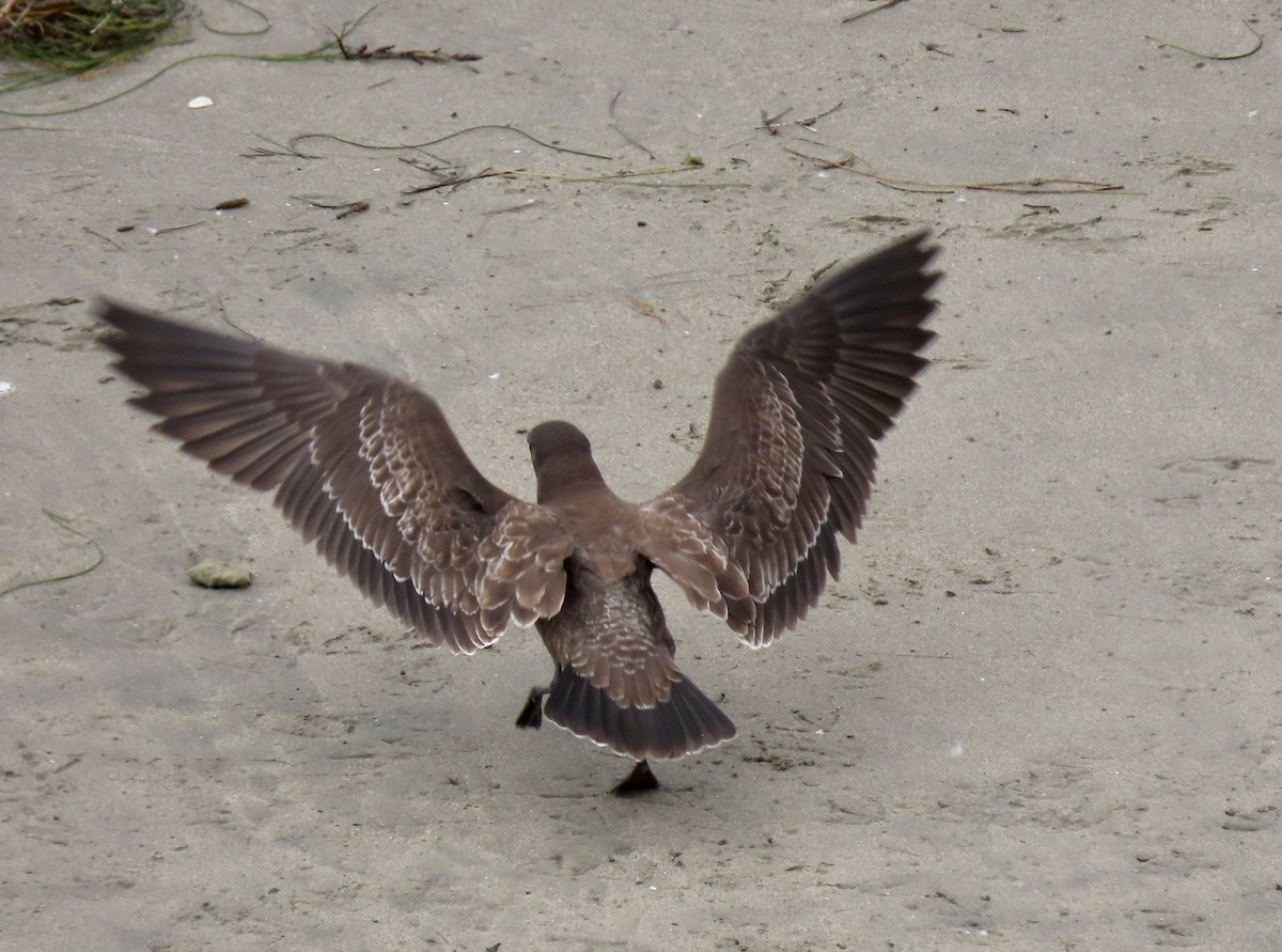 Heermann's Gull - Kaaren Perry