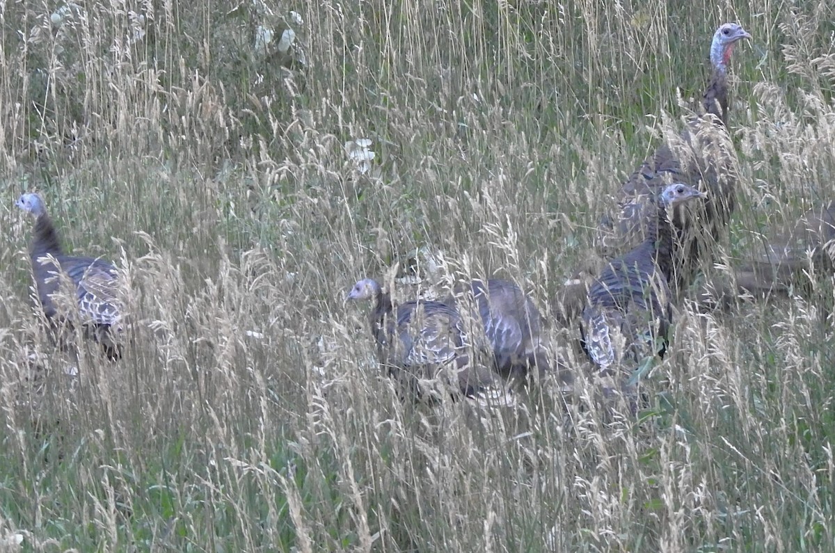 krocan divoký - ML623084054