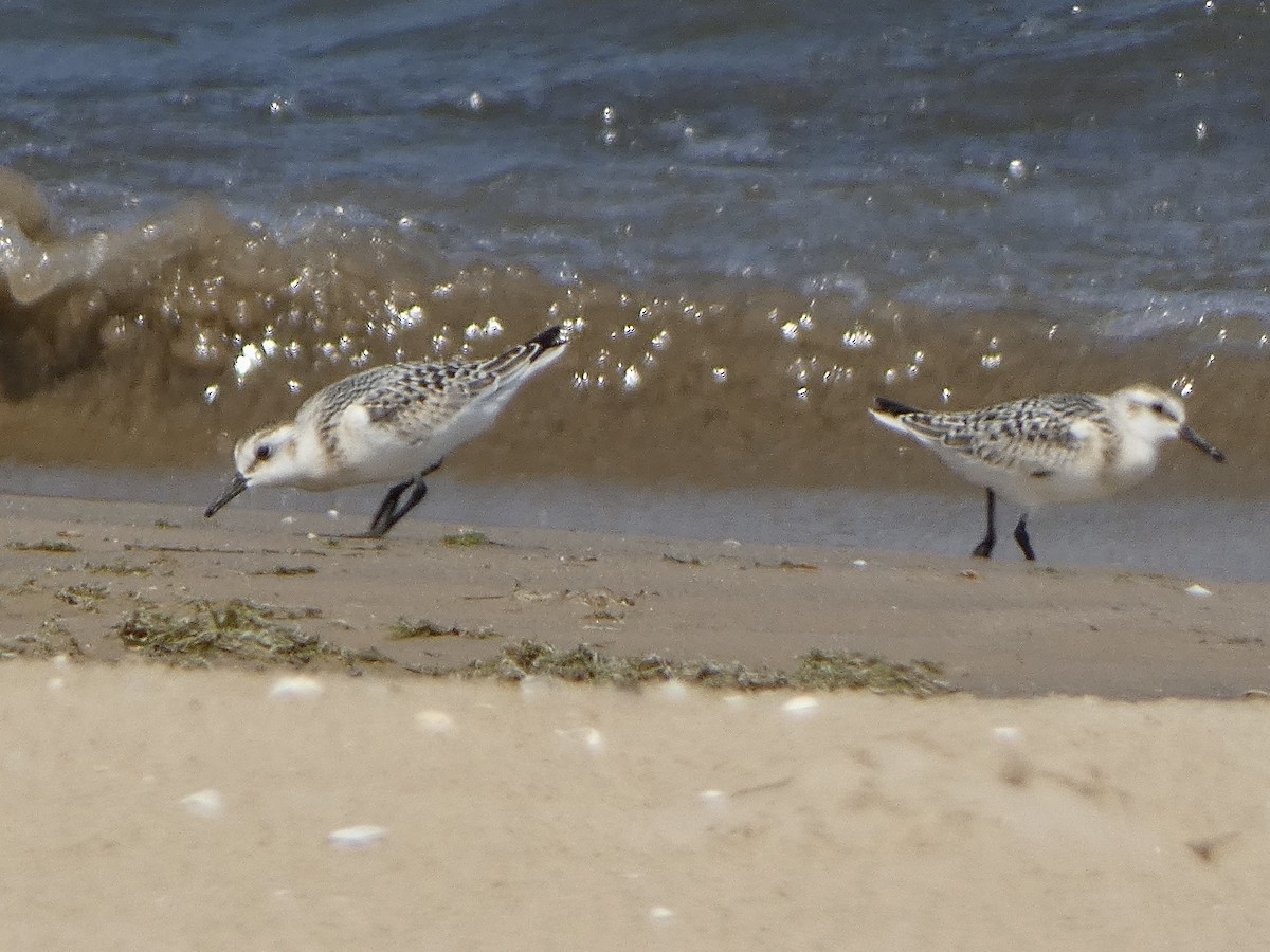 Bécasseau sanderling - ML623084131