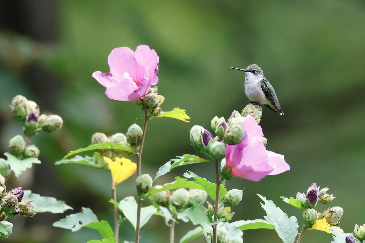 Ruby-throated Hummingbird - ML623084145