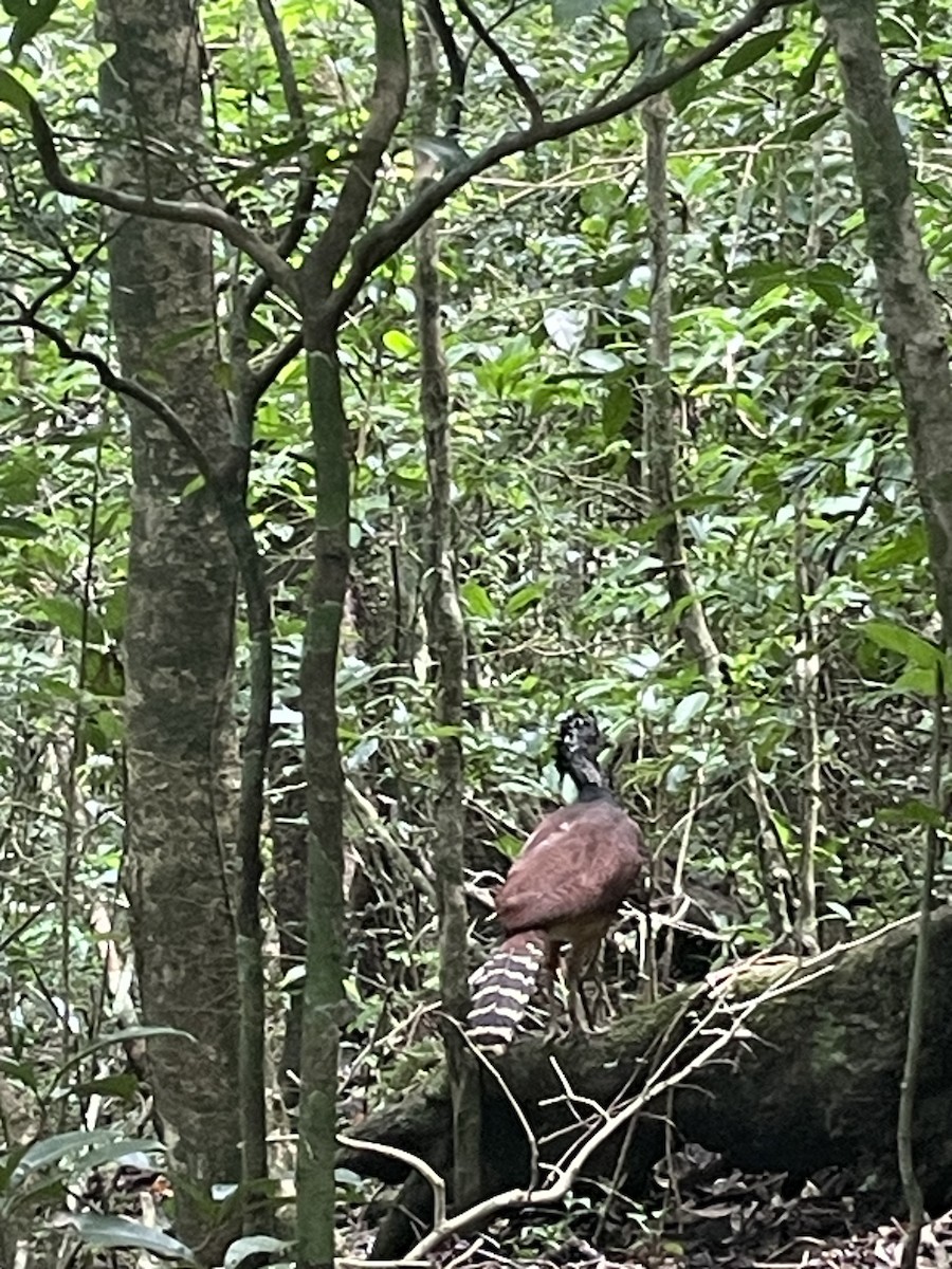 Great Curassow - ML623084163