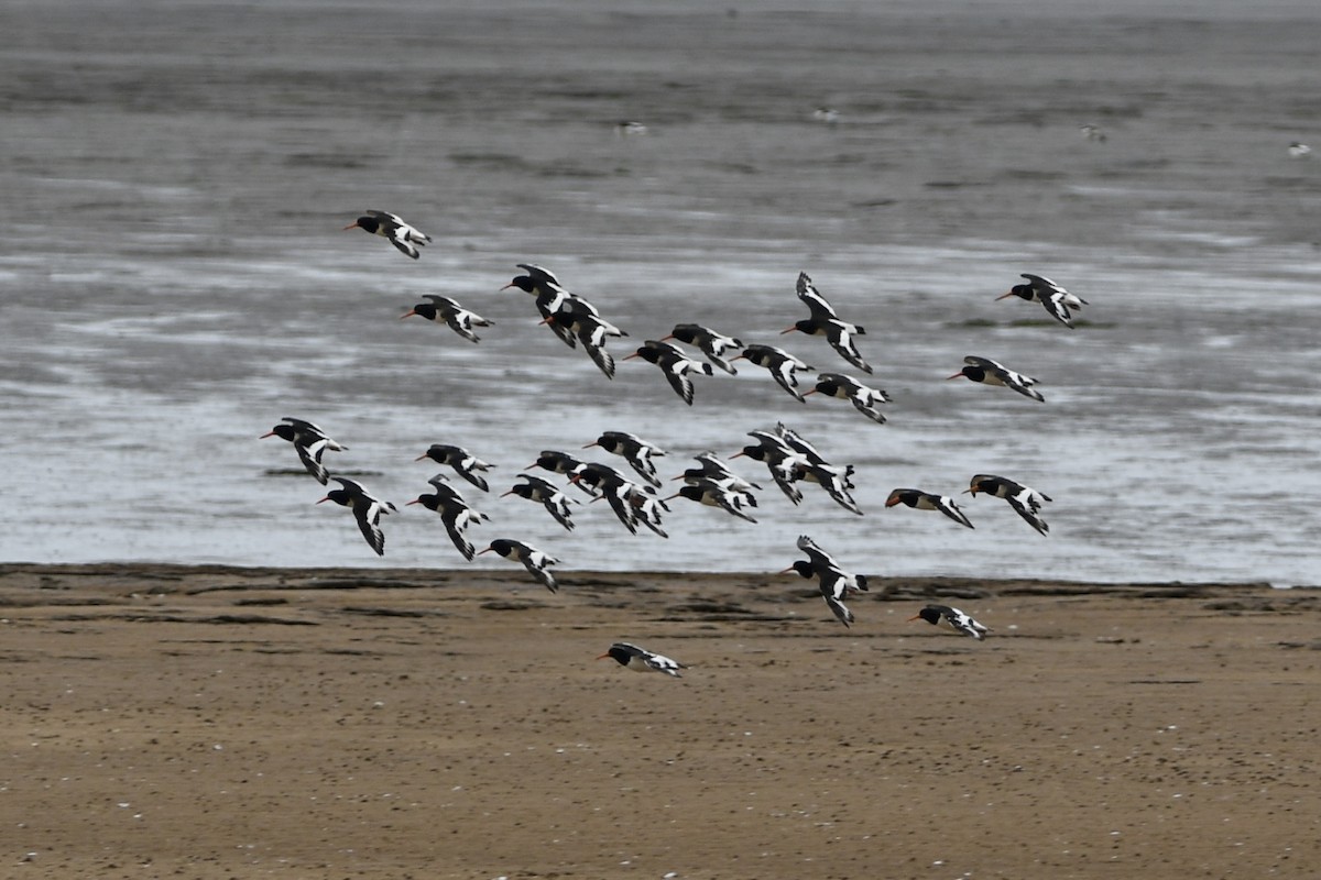 Eurasian Oystercatcher - Stanley Davis