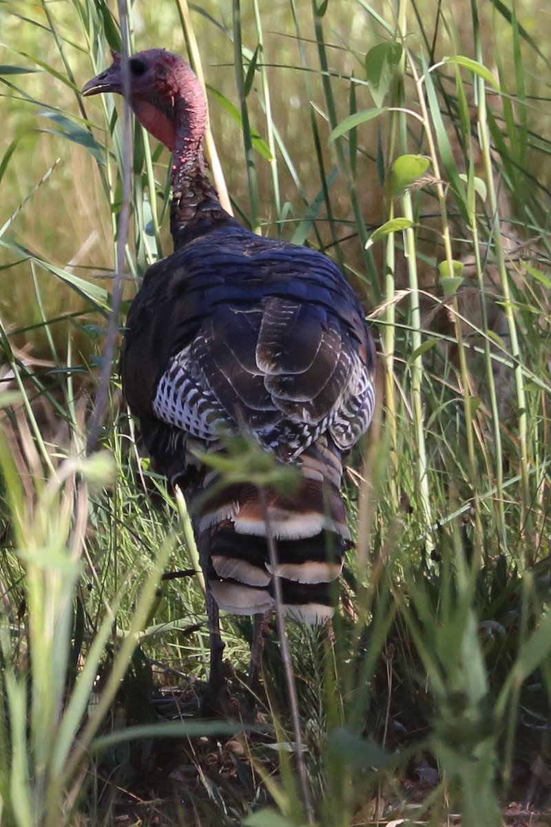 Wild Turkey - ML623084211