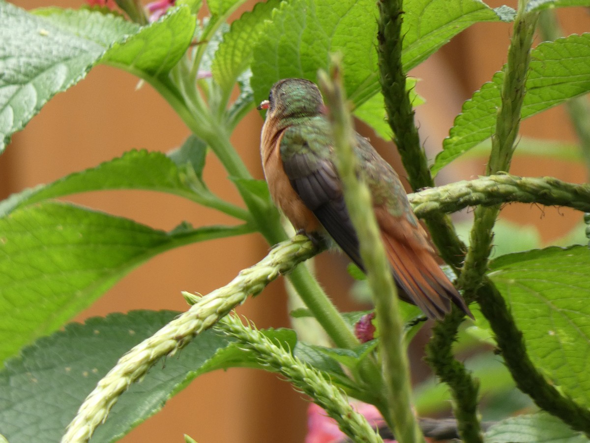 Cinnamon Hummingbird - ML623084244